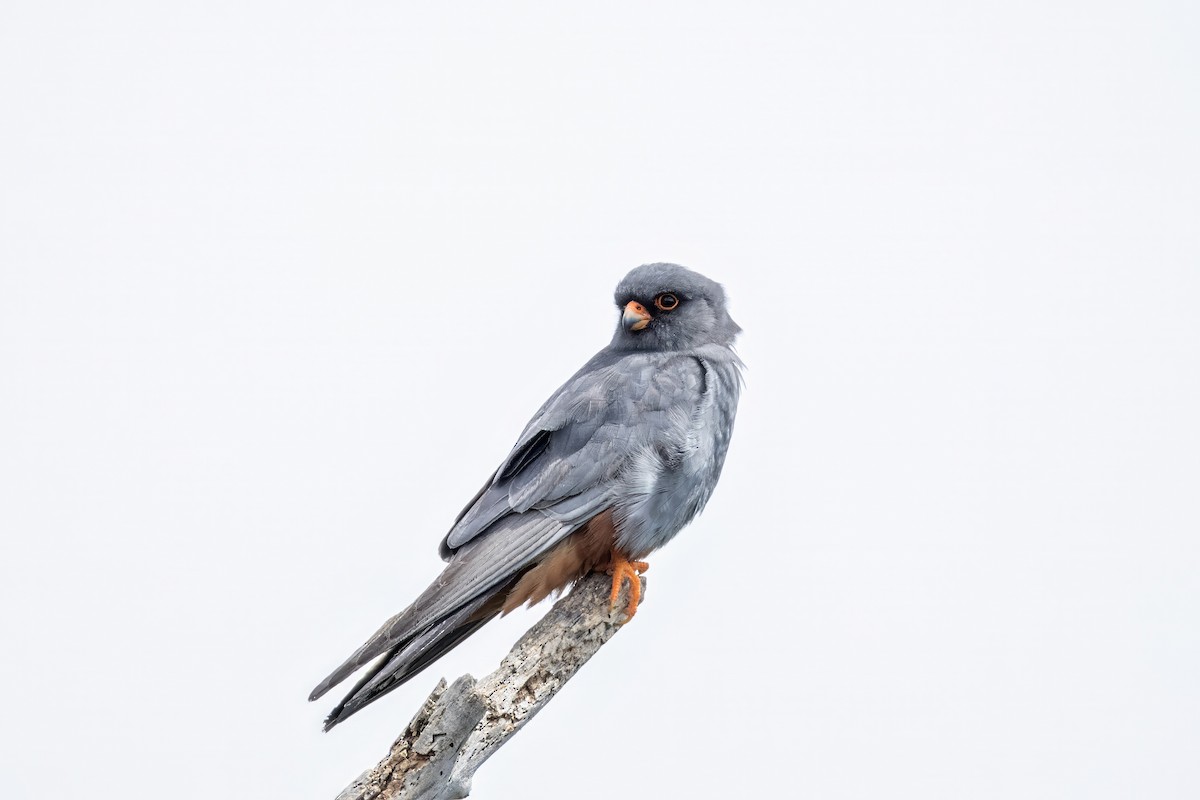 Red-footed Falcon - Aras Metin