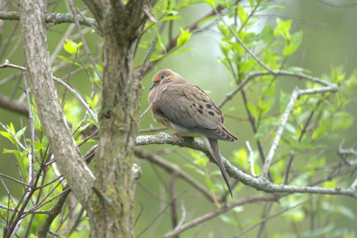 Mourning Dove - ML619240584