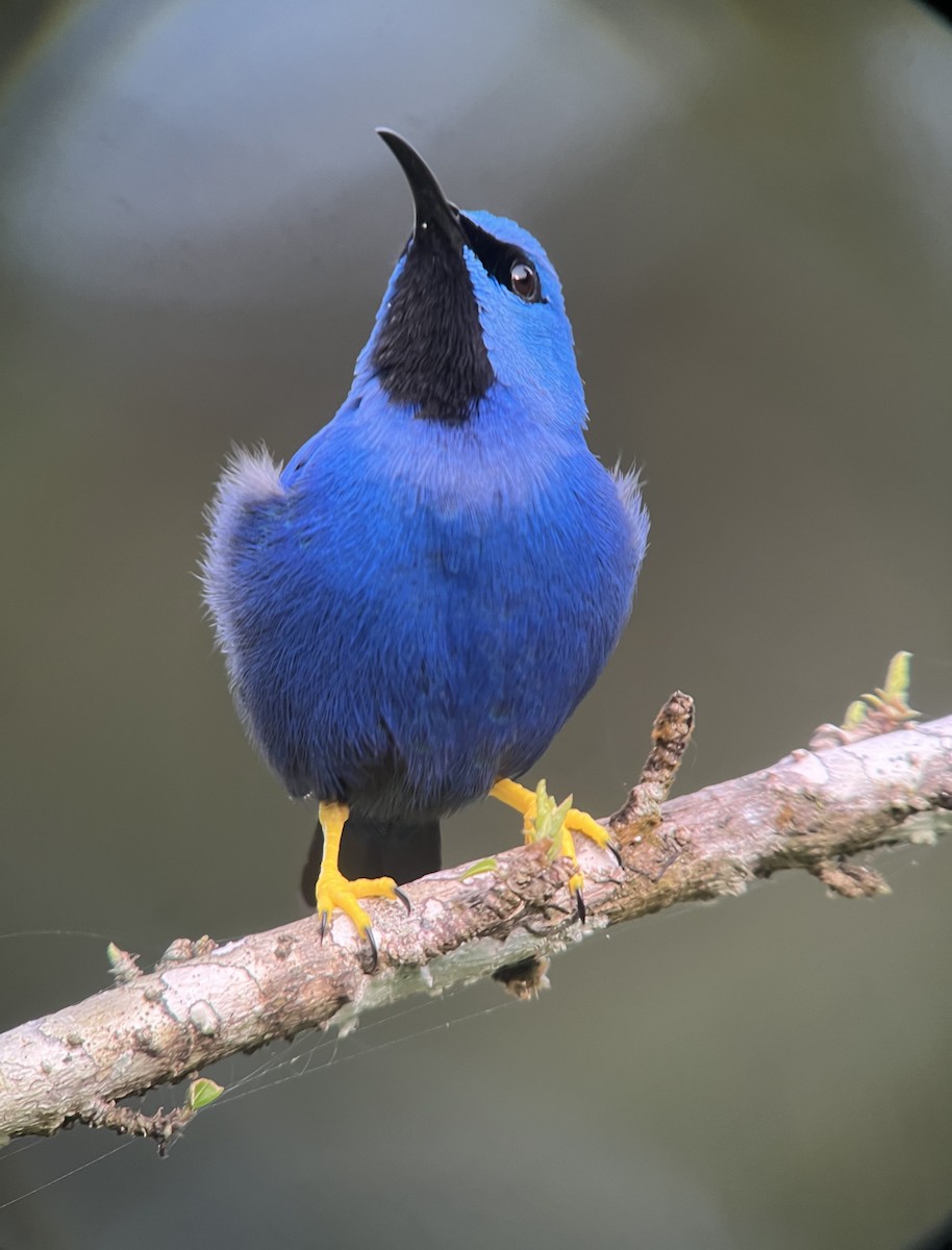 Shining Honeycreeper - Brenda Sánchez