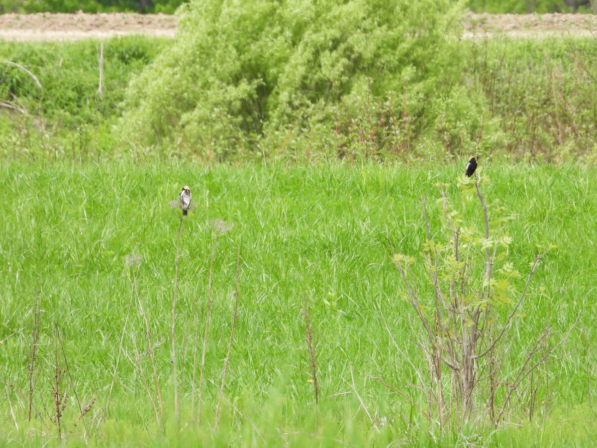 Bobolink - Charlotte Dallaire