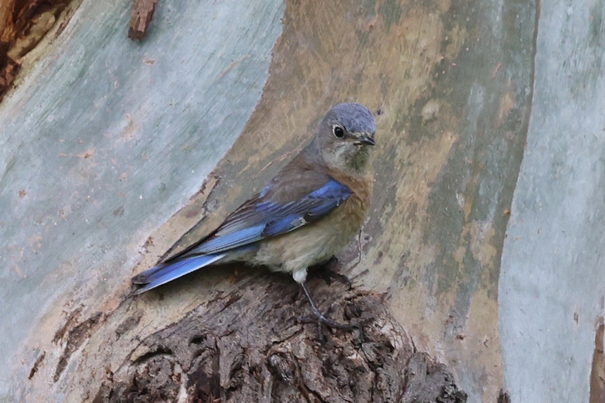 Western Bluebird - Ann Stockert