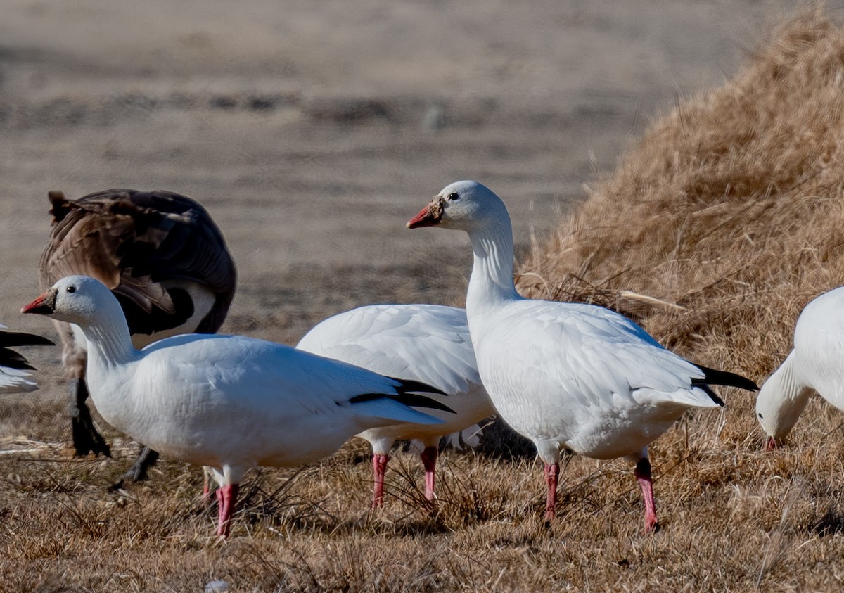 Ross's Goose - Bonnie Tate