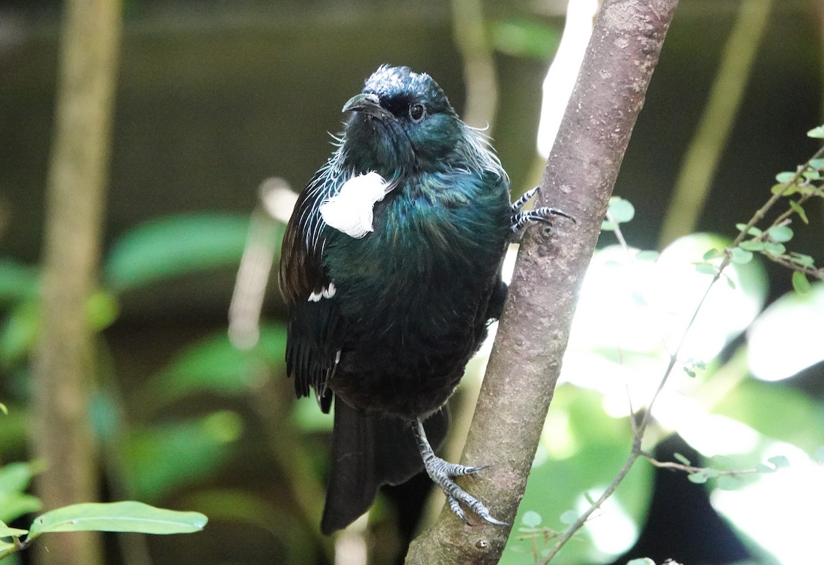 Mielero Tui - ML619240608