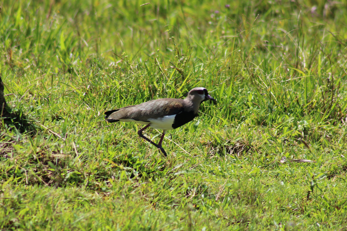 Southern Lapwing - Adrian Riascos