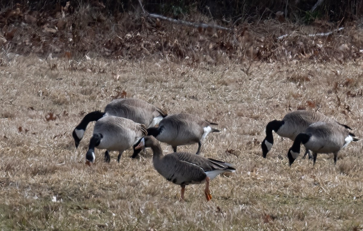 Greater White-fronted Goose - ML619240616