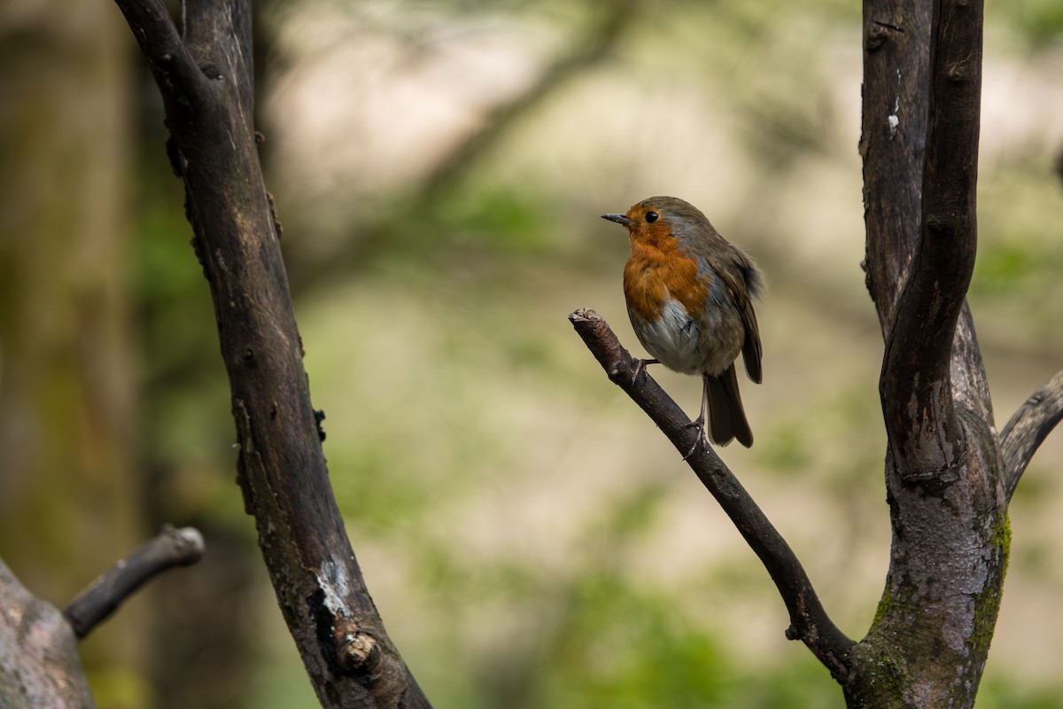 European Robin - Mary Lou Dickson