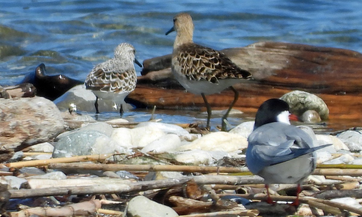 Sanderling - Peter Jungblut