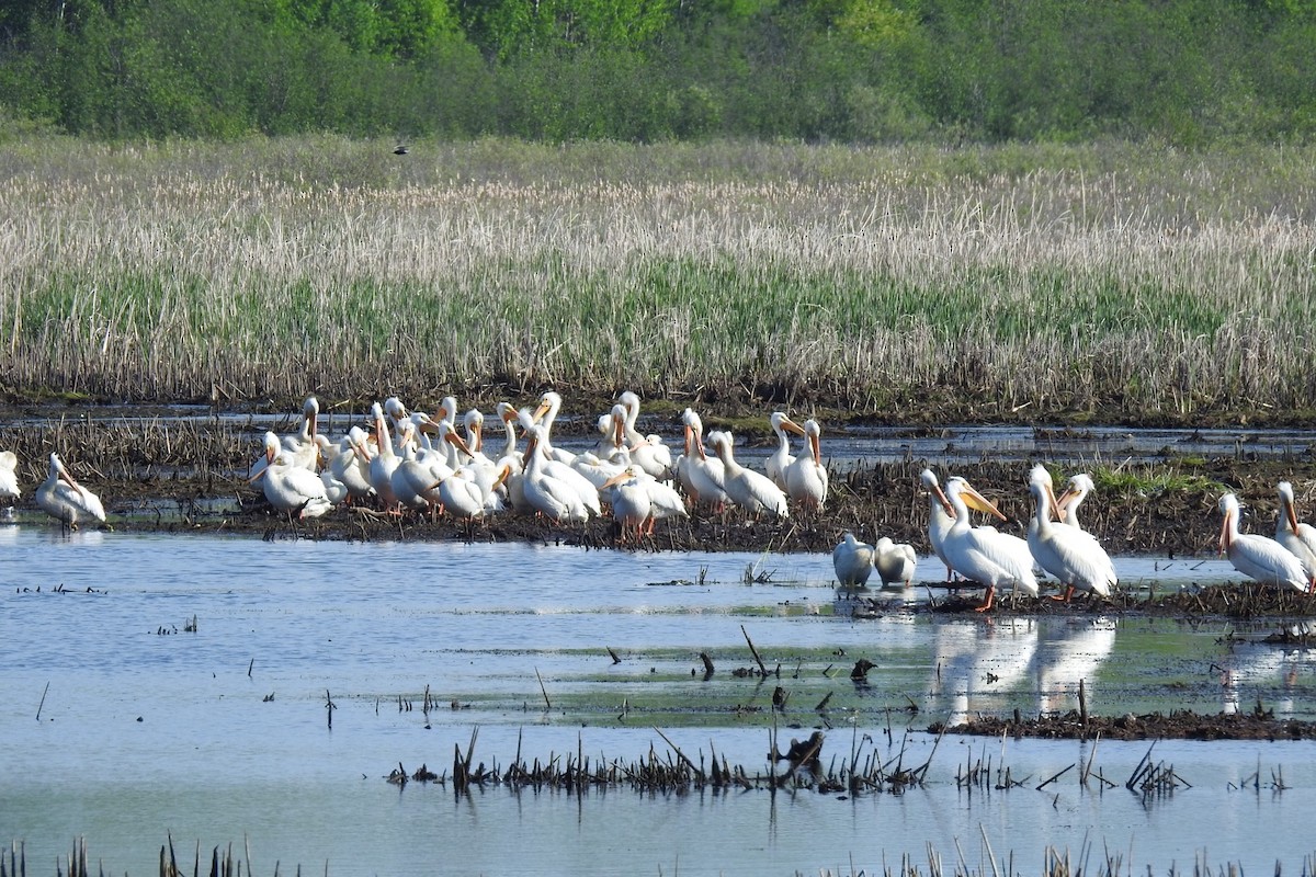 American White Pelican - ML619240637