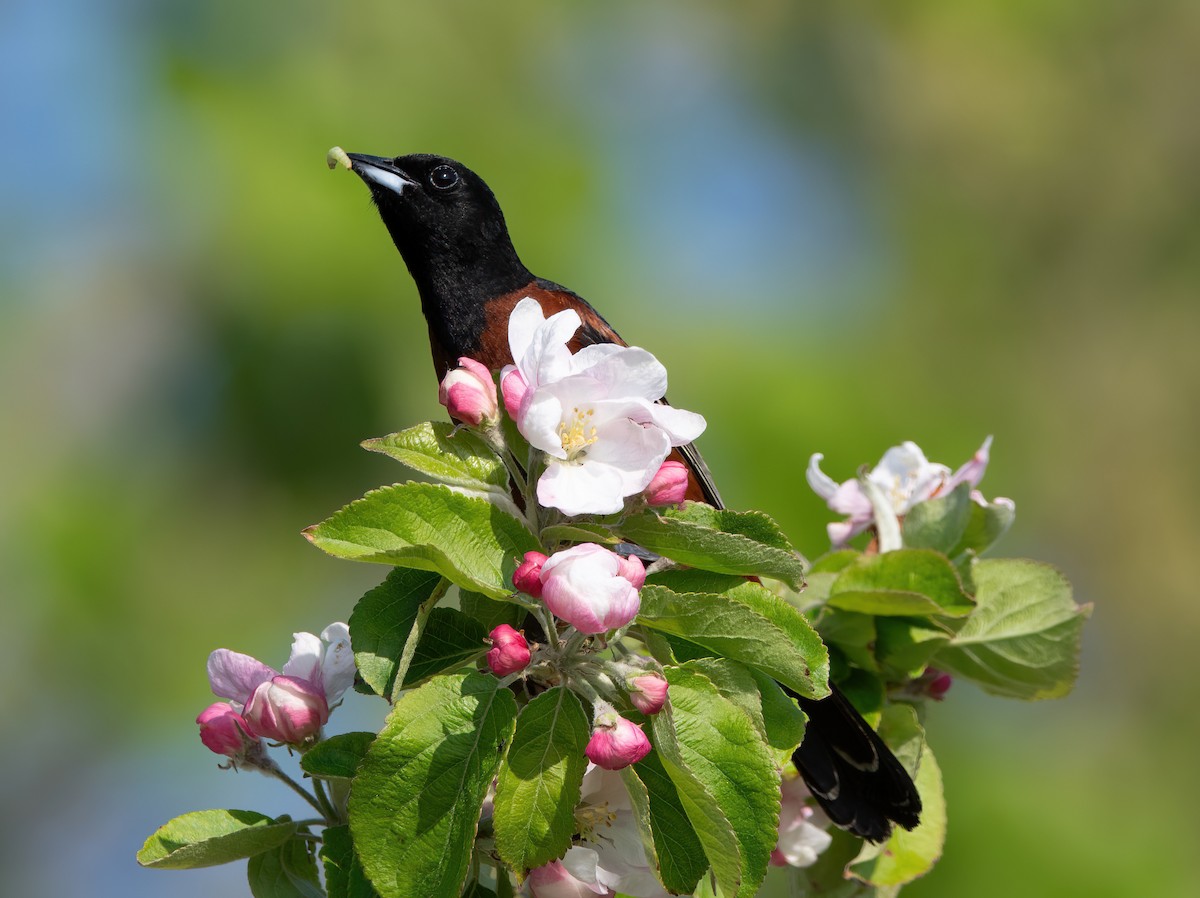 Orchard Oriole - Theresa Ray