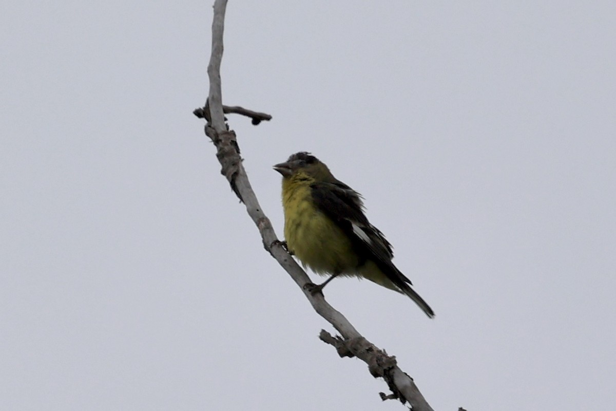 Lesser Goldfinch - Ann Stockert