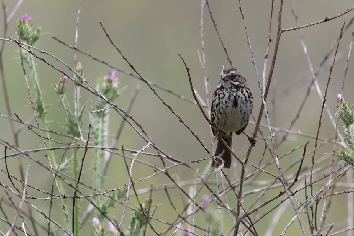 Song Sparrow (heermanni Group) - Ann Stockert