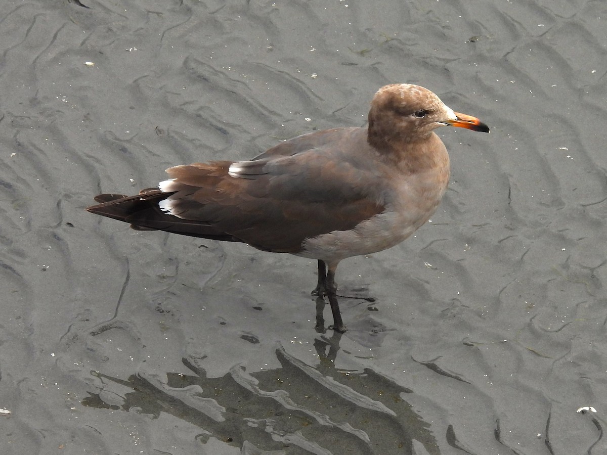 Heermann's Gull - Henry deJong