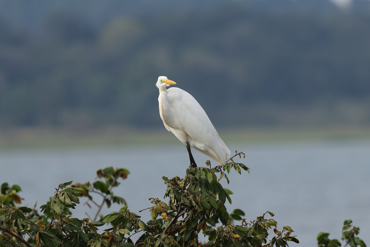 Great Egret - Hubert Stelmach