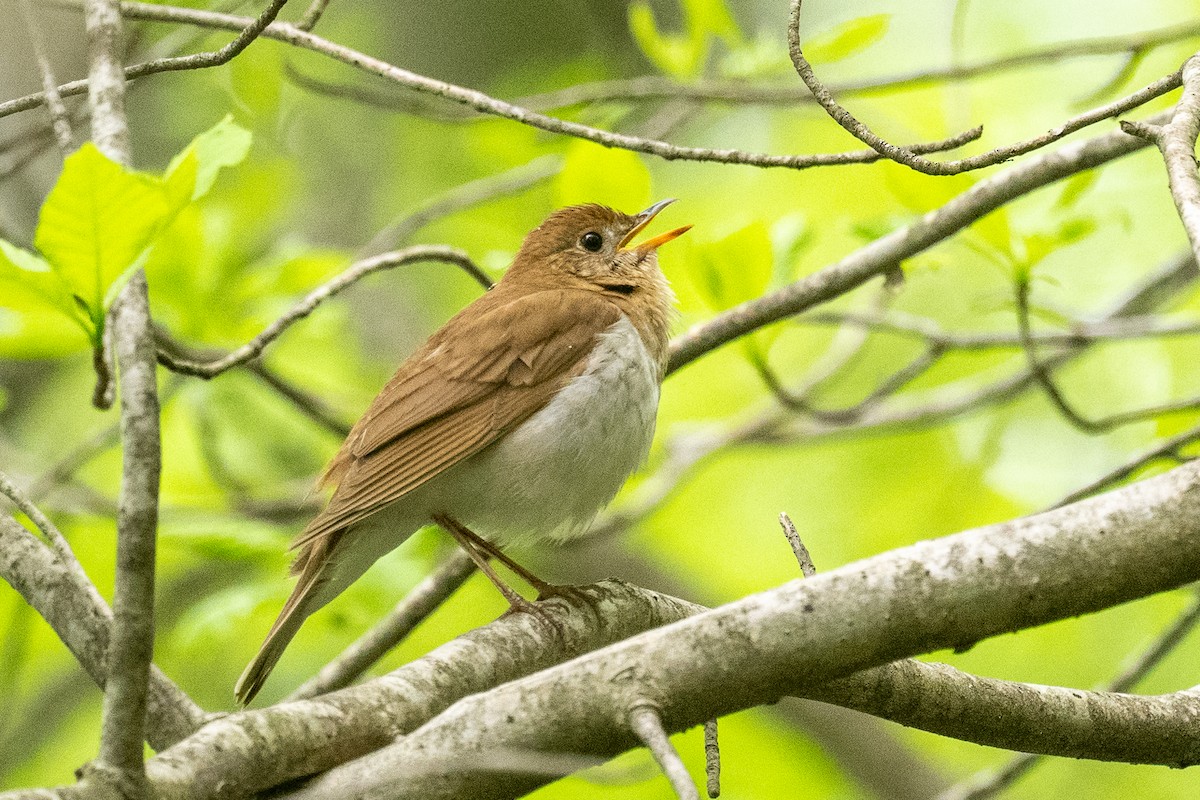 Veery - ML619240671