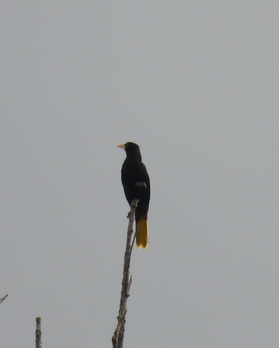 Crested Oropendola - Karen Evans