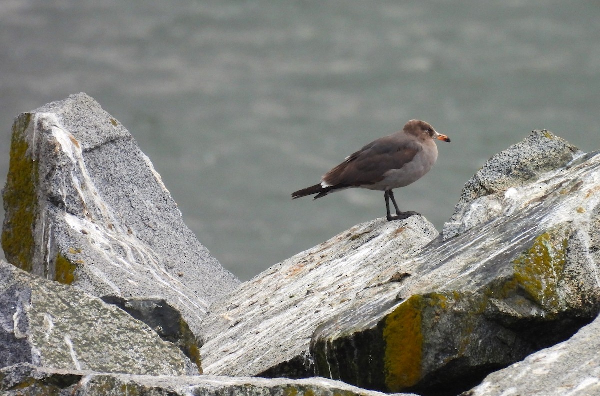 Heermann's Gull - Henry deJong