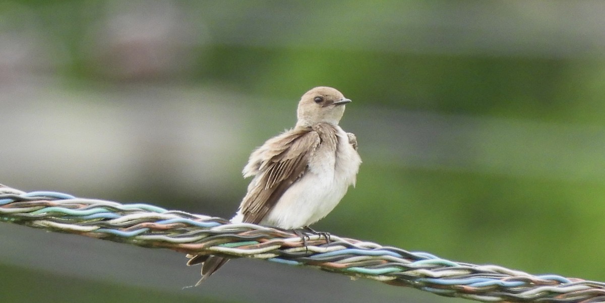 Northern Rough-winged Swallow - Jay Luke