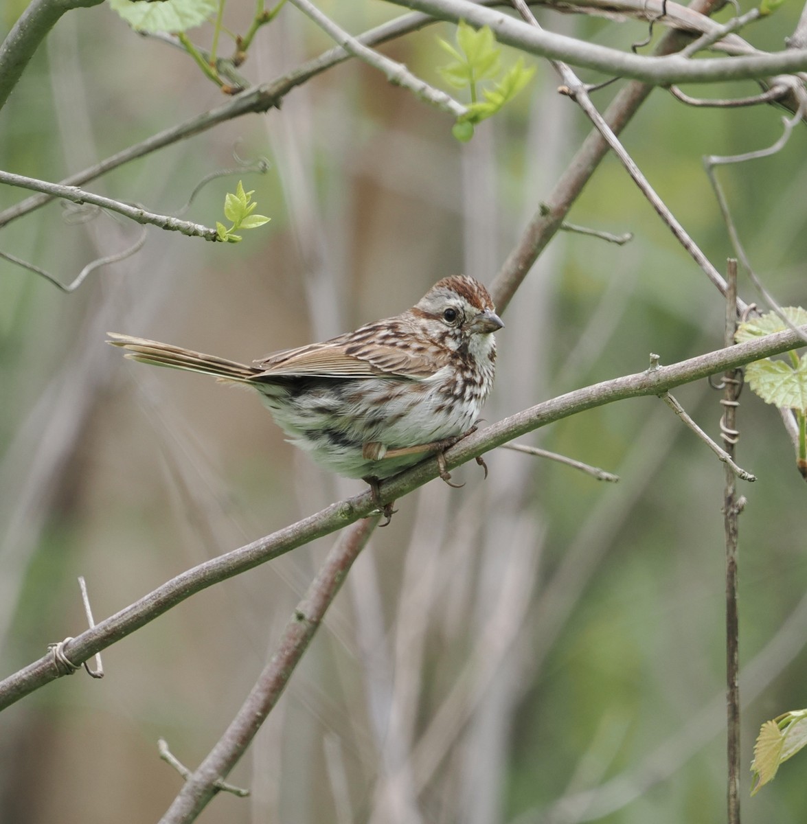 Song Sparrow - Donna Paterson