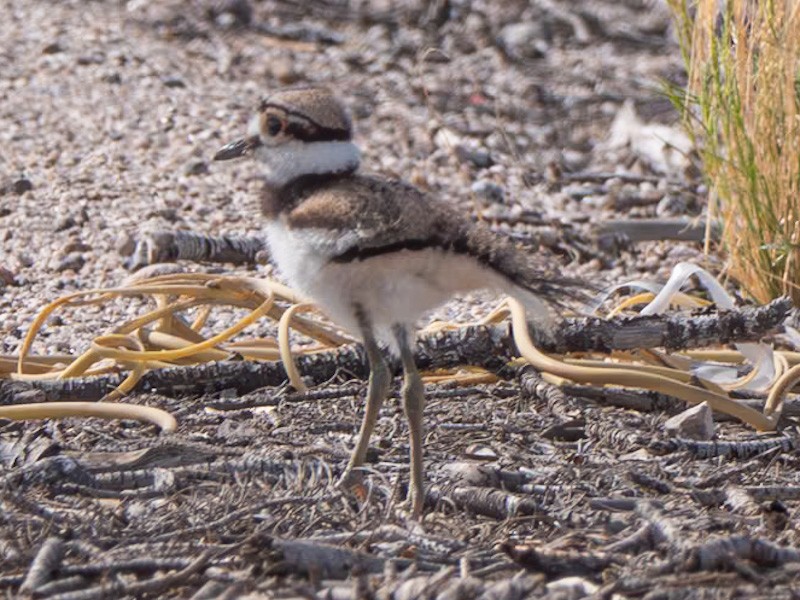 Killdeer - ML619240690