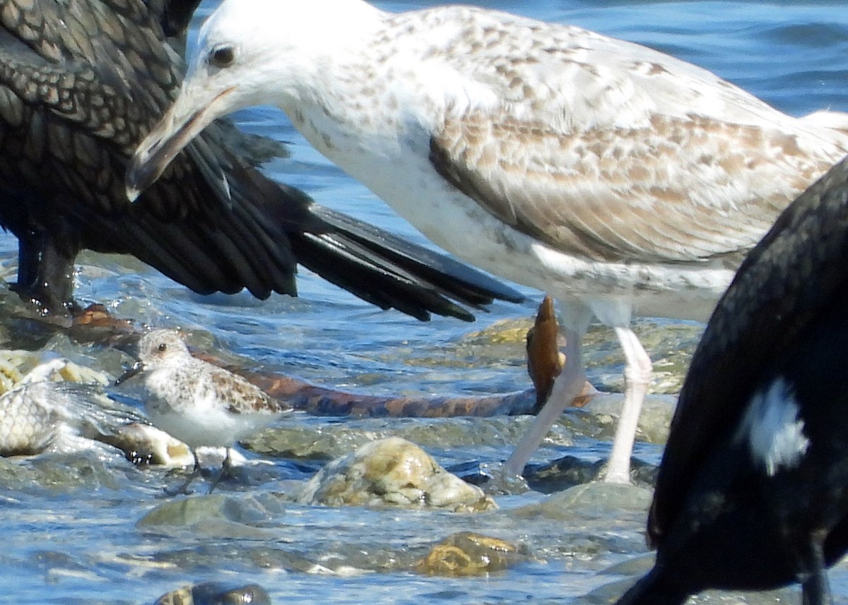 Sanderling - Peter Jungblut