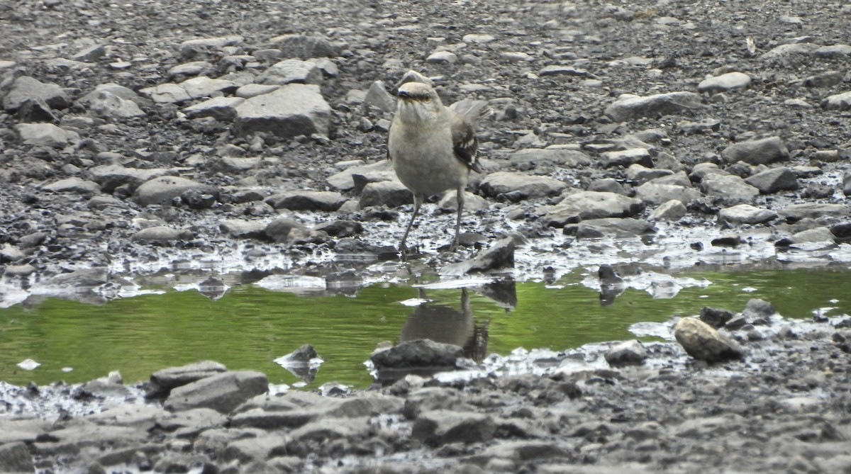 Northern Mockingbird - Jay Luke