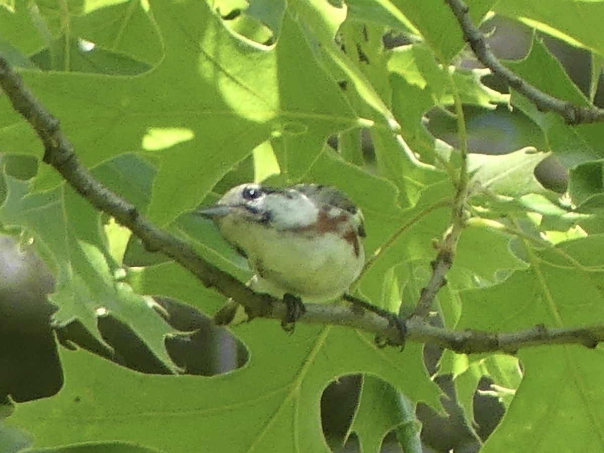 Chestnut-sided Warbler - ML619240719