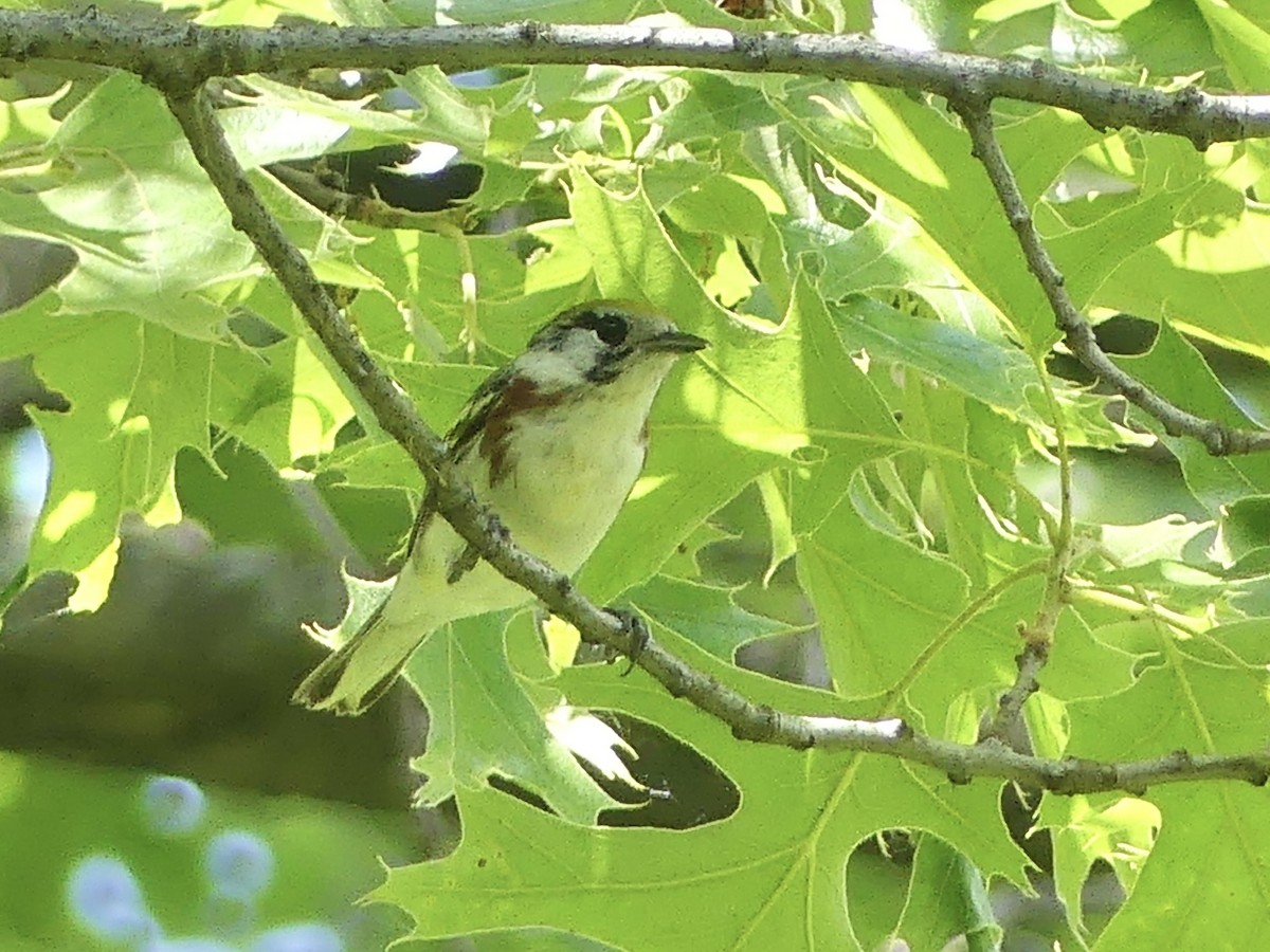 Chestnut-sided Warbler - Anonymous