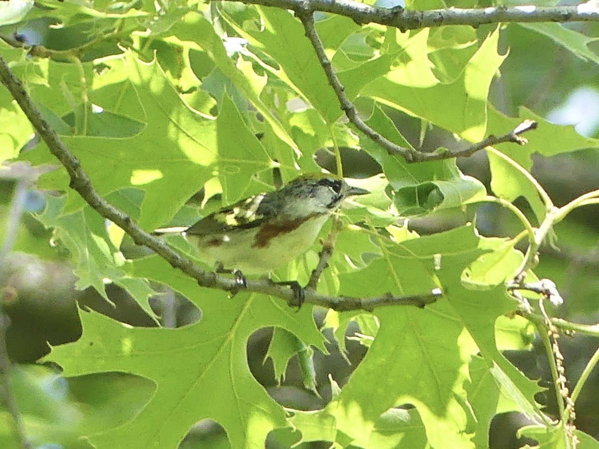 Chestnut-sided Warbler - ML619240721