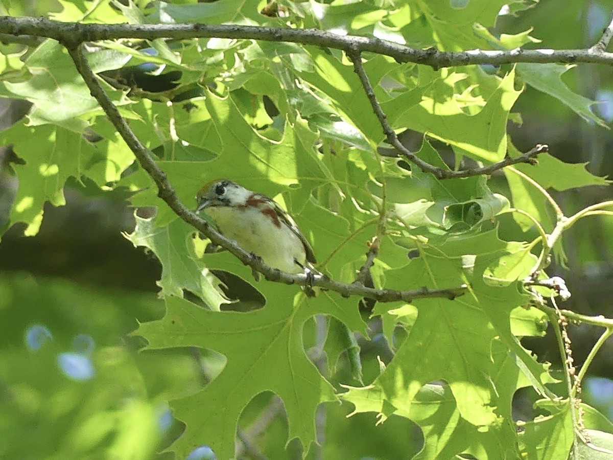 Chestnut-sided Warbler - Anonymous