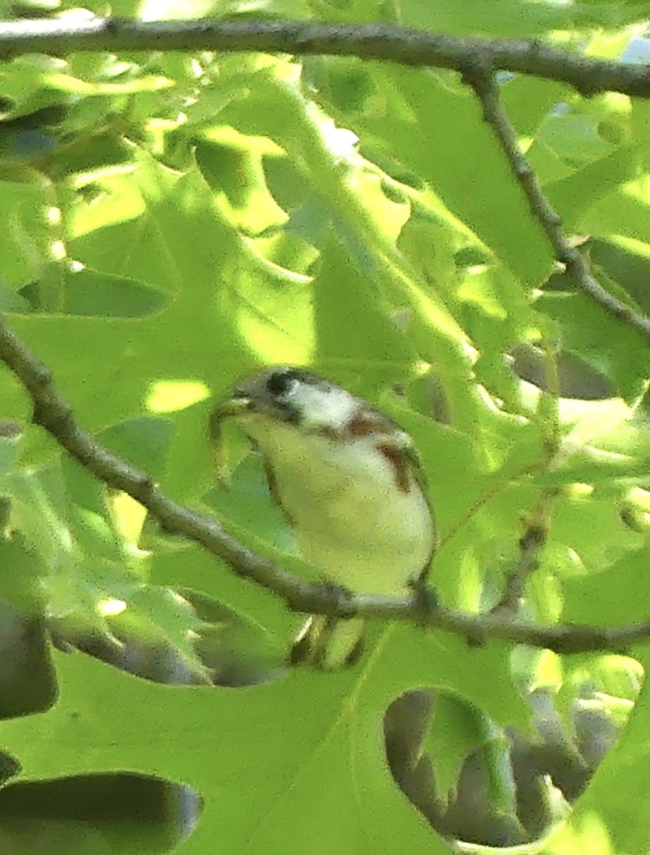 Chestnut-sided Warbler - Anonymous