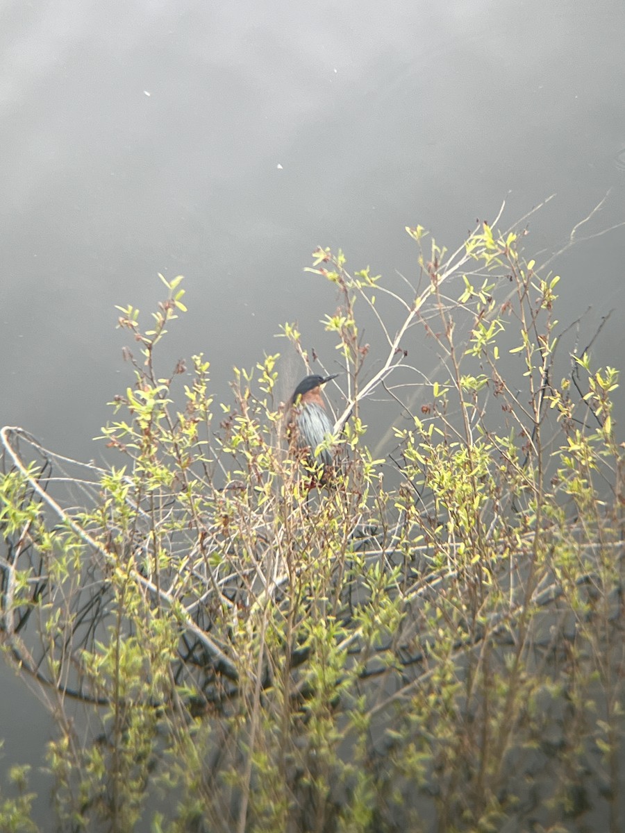 Green Heron - ML619240736