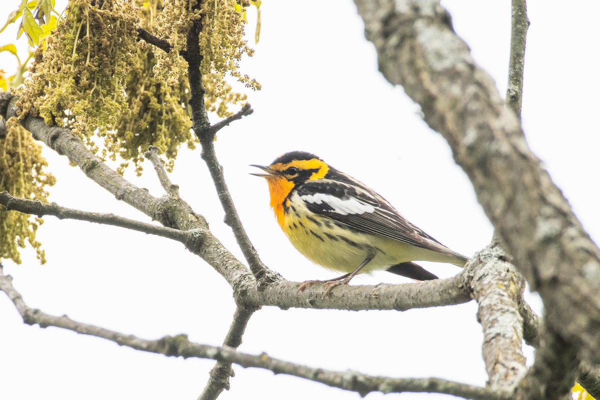 Blackburnian Warbler - Cody Limber