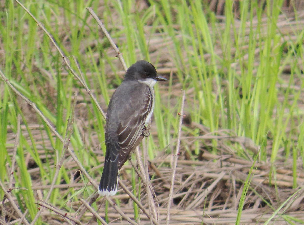 Eastern Kingbird - Ernie LeBlanc