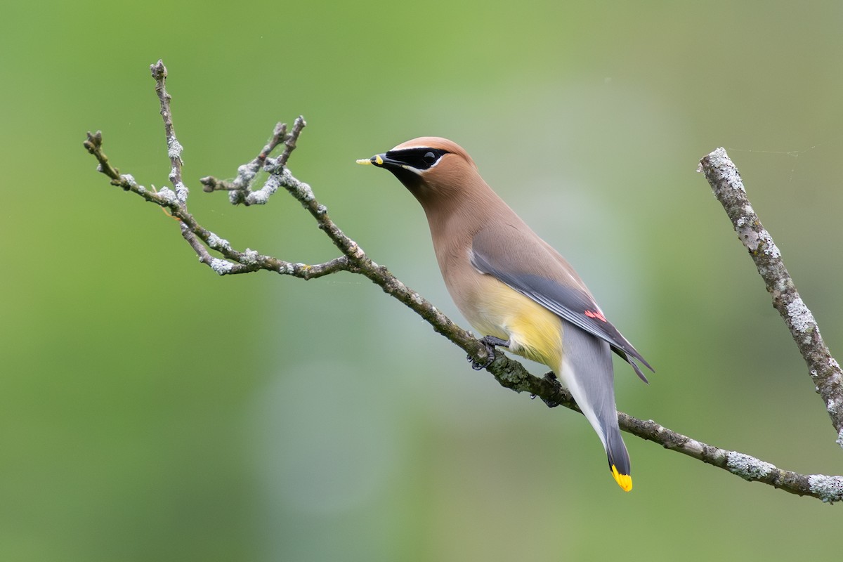 Cedar Waxwing - Cody Limber