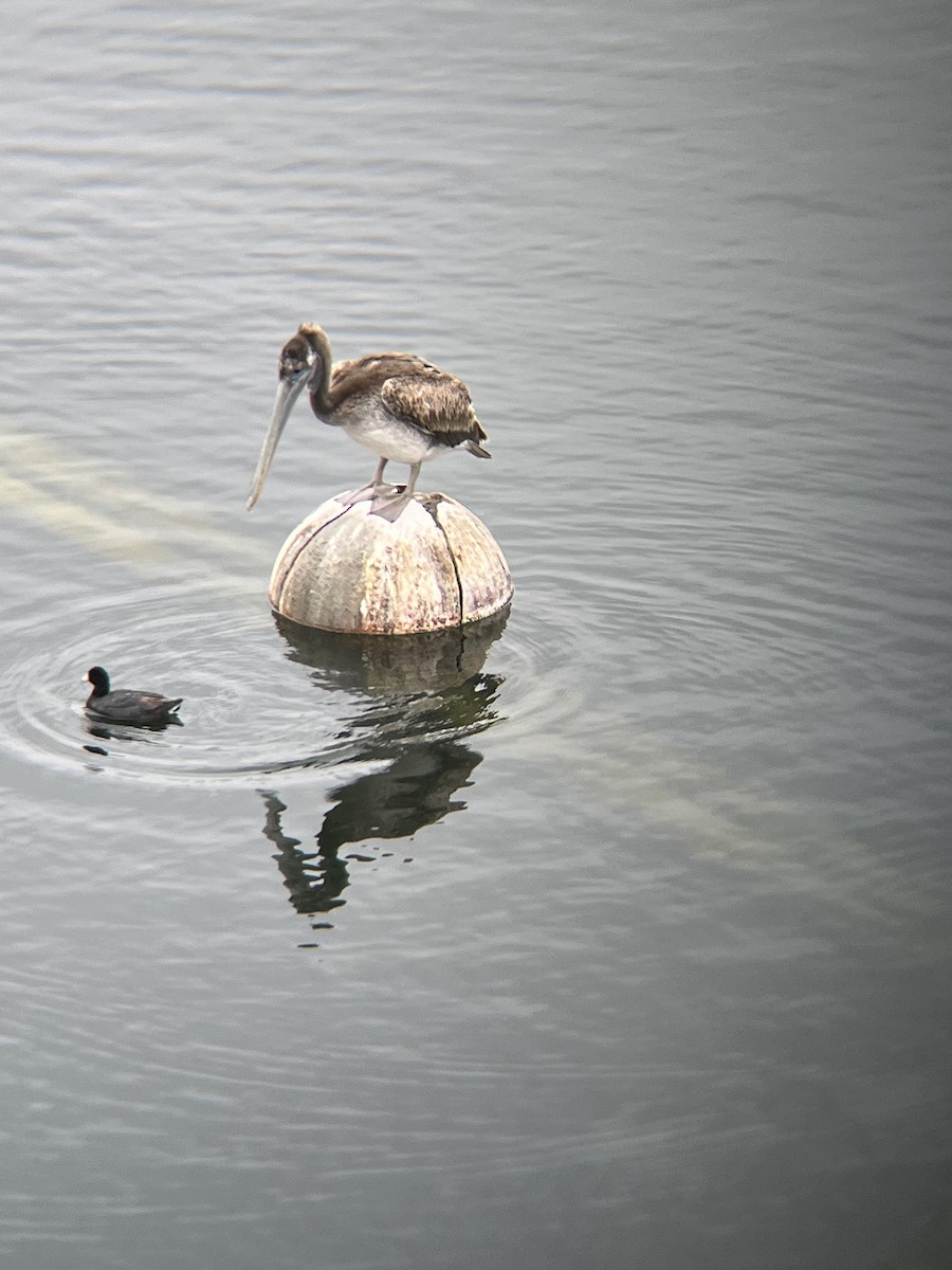 Brown Pelican - ML619240763