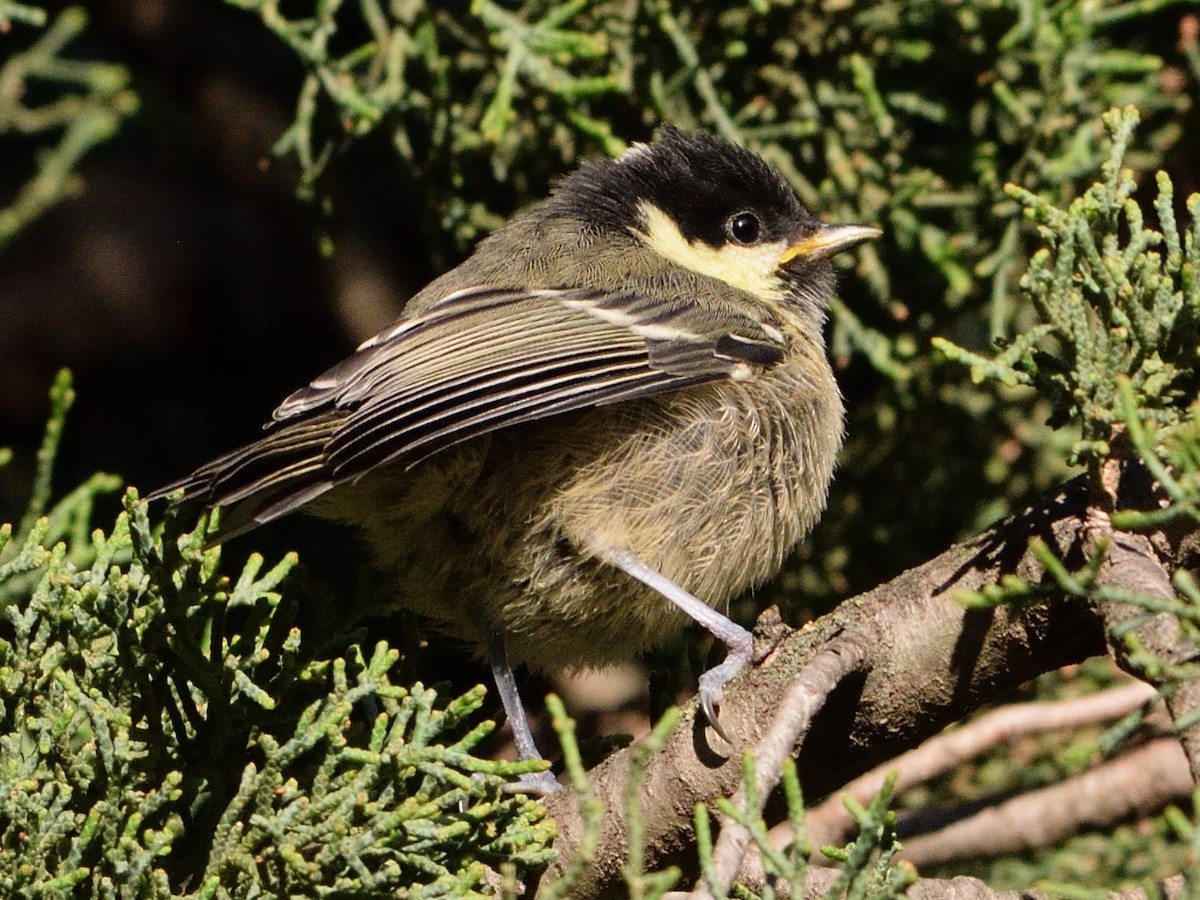 Coal Tit - Andrés Turrado Ubón