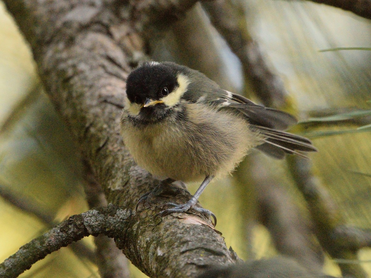 Coal Tit - Andrés Turrado Ubón