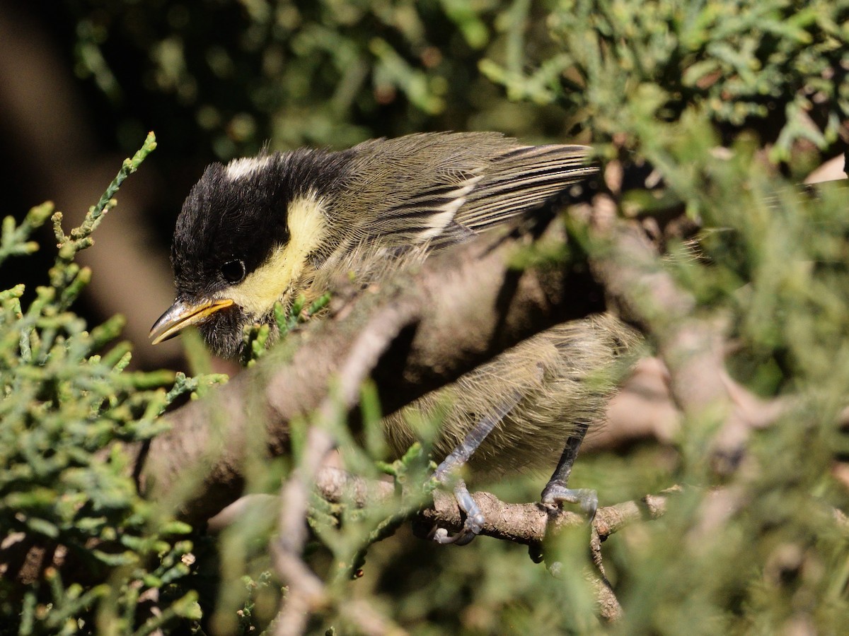 Coal Tit - ML619240775