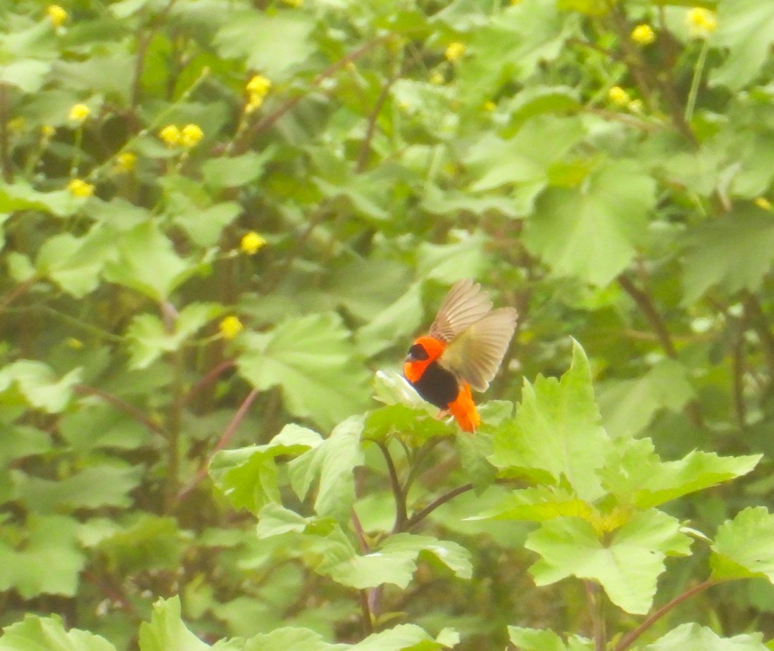 Northern Red Bishop - ML619240777