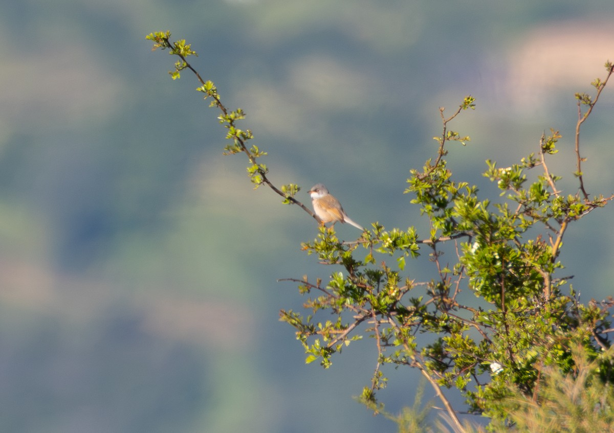 Spectacled Warbler - Kevin  Brix