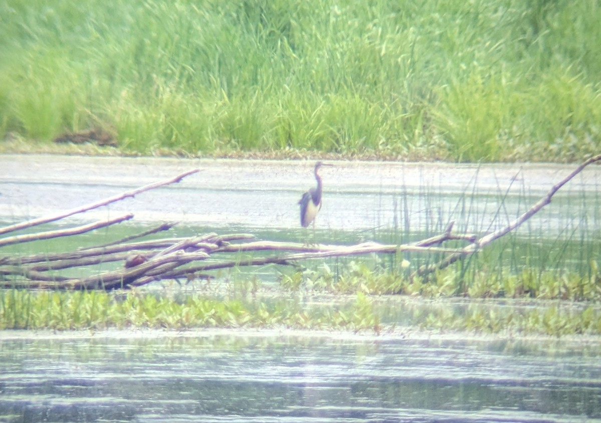 Tricolored Heron - d w