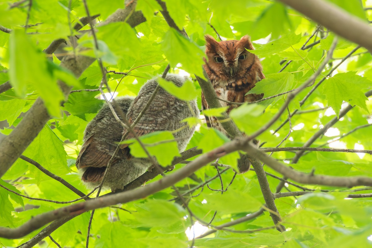 Eastern Screech-Owl (Northern) - Cody Limber
