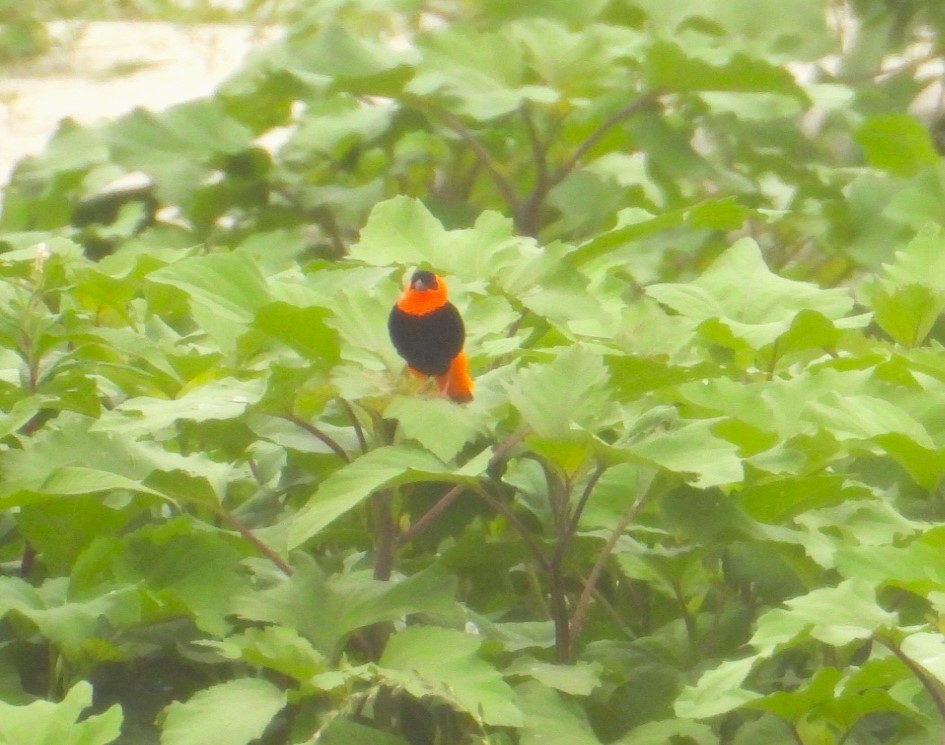 Northern Red Bishop - ML619240807