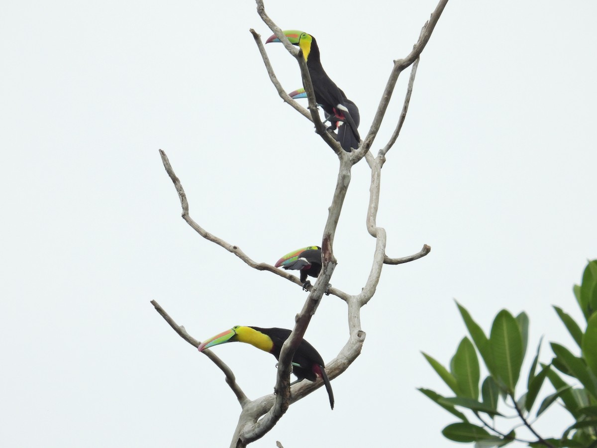 Keel-billed Toucan - ML619240810