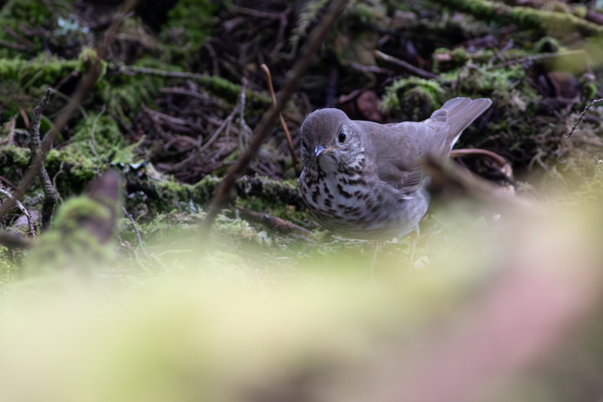 Gray-cheeked Thrush - Rob Fowler