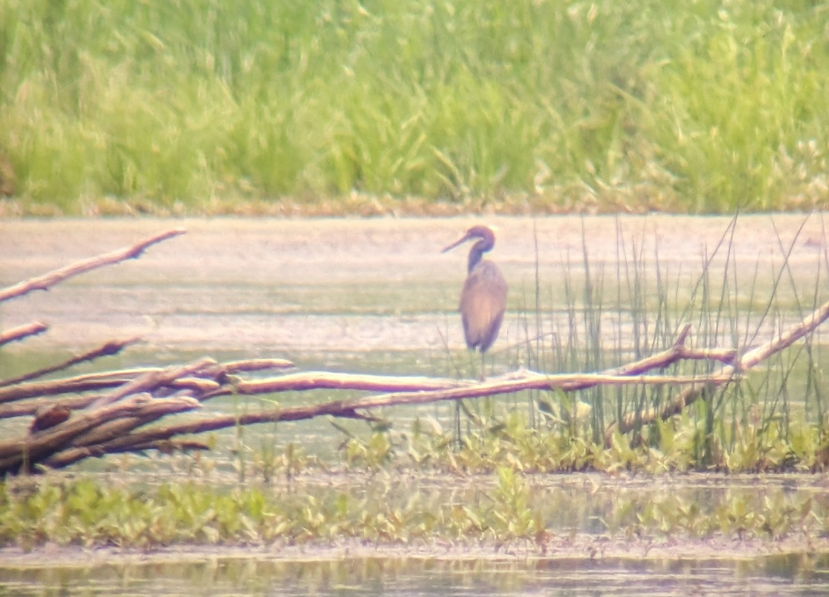 Tricolored Heron - d w