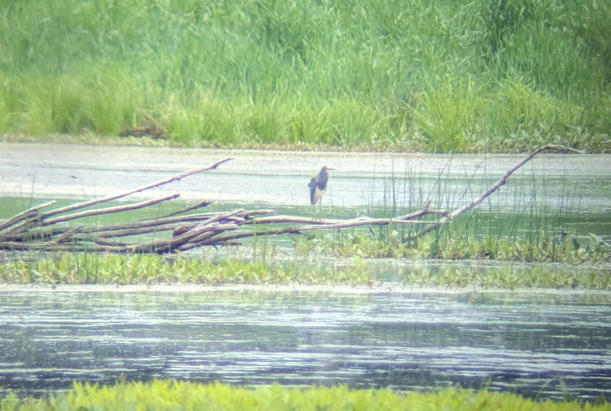 Tricolored Heron - d w