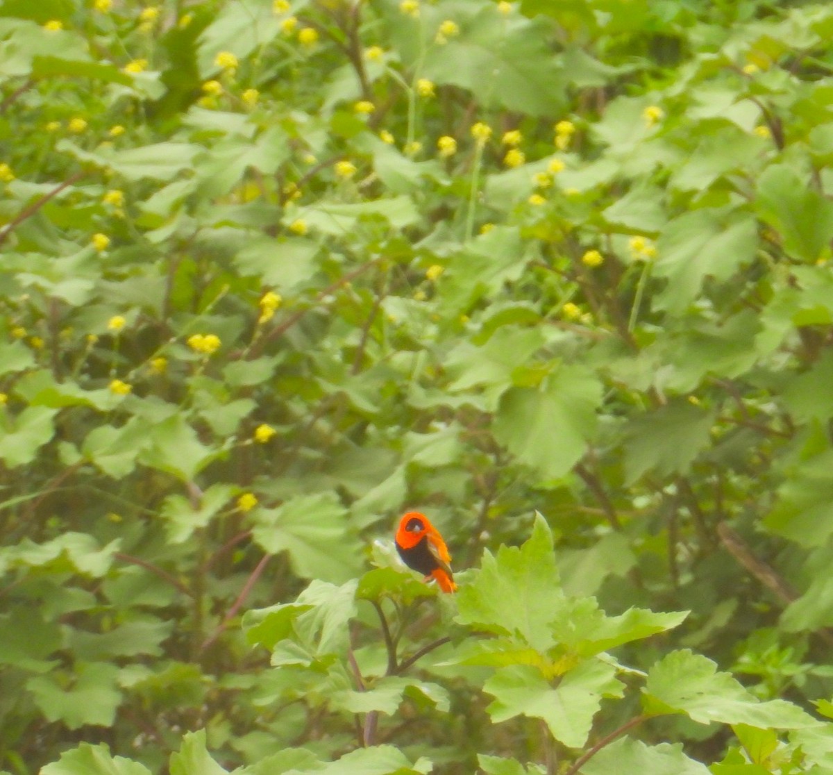 Northern Red Bishop - ML619240827