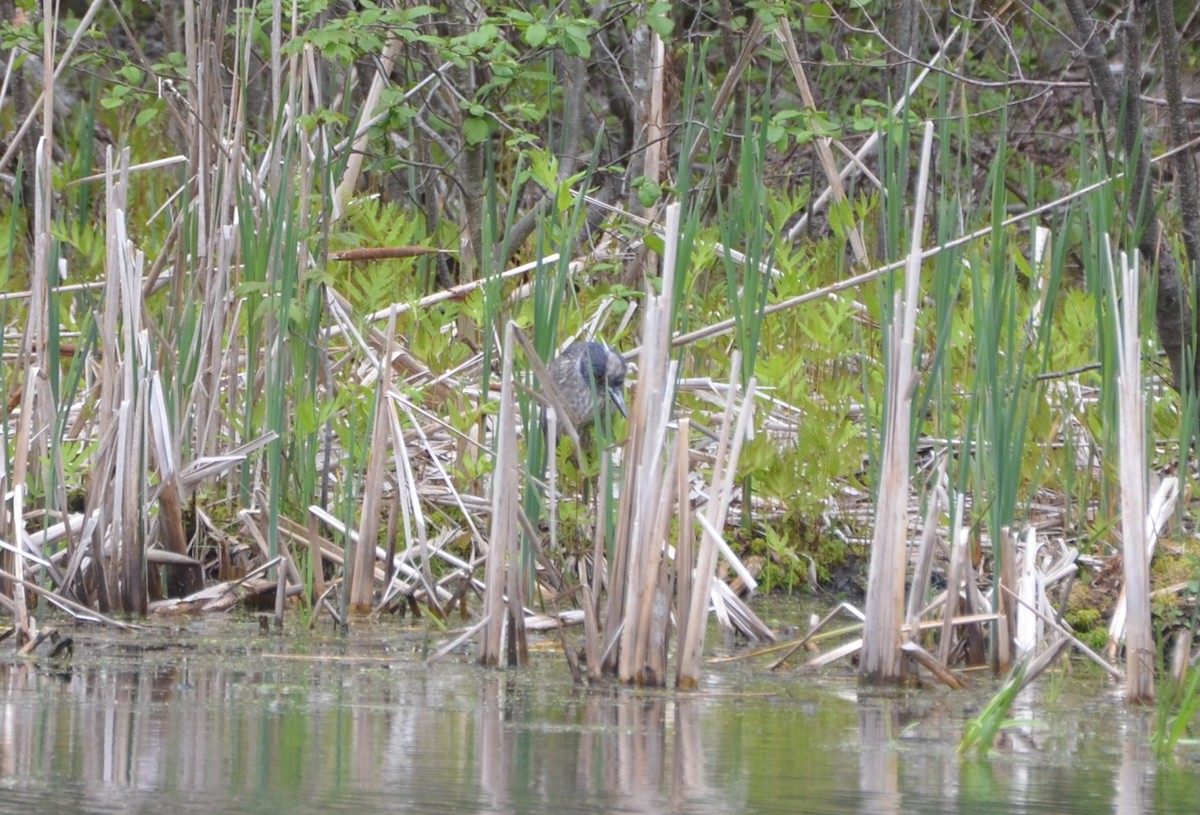 Yellow-crowned Night Heron - Richard Garrigus