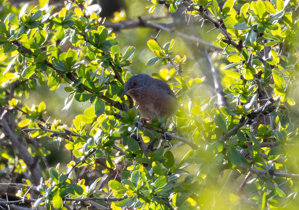 Dartford Warbler - Kevin  Brix